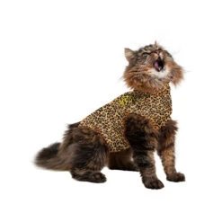 Medical Pet Shirt Kat Luipaard Print -Katten Benodigdheden 49cd73463dce6299137dc0d108aeb25647ce33236cae1506e1f43dc43bf2fa45 3