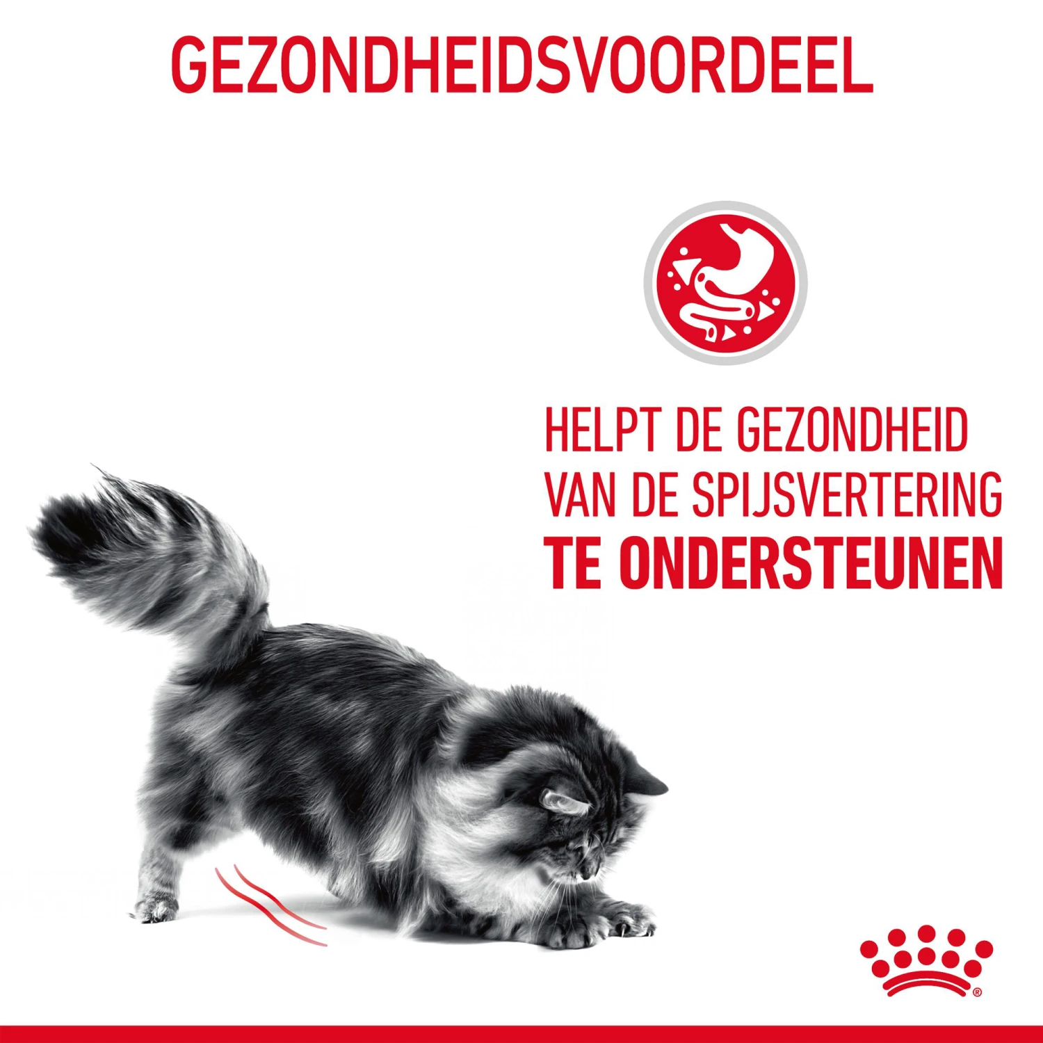 Royal Canin Digestive Care In Gravy - Kattenvoer 7 Royal Canin Digestive Care In Gravy - Kattenvoer - Afbeelding 7
