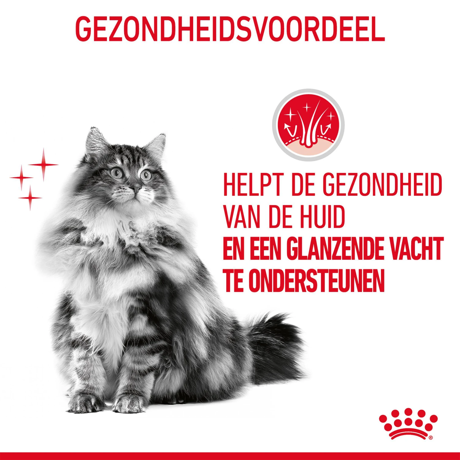 Royal Canin Hair & Skin In Gravy - Kattenvoer 8 Royal Canin Hair & Skin In Gravy - Kattenvoer - Afbeelding 8
