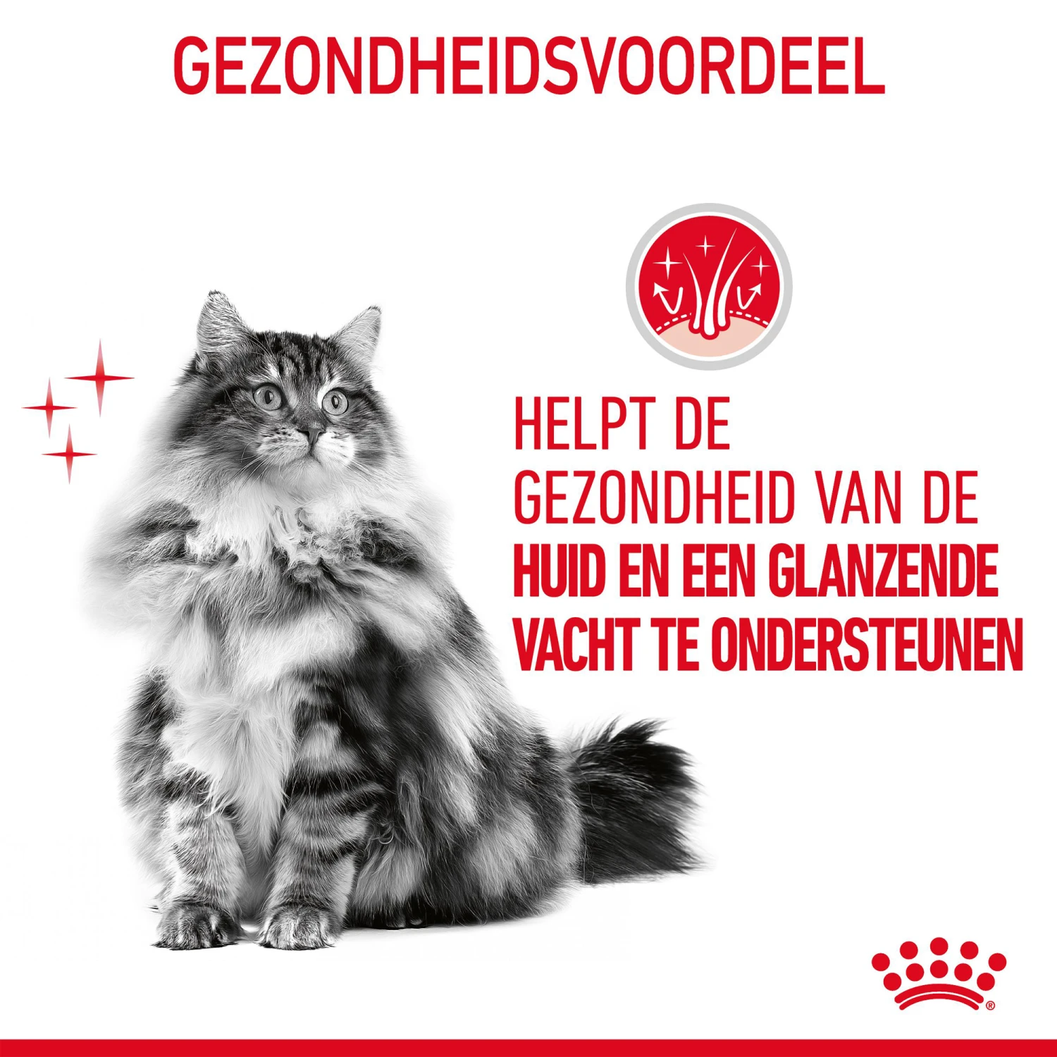 Royal Canin Hair & Skin In Jelly - Kattenvoer 8 Royal Canin Hair & Skin In Jelly - Kattenvoer - Afbeelding 8