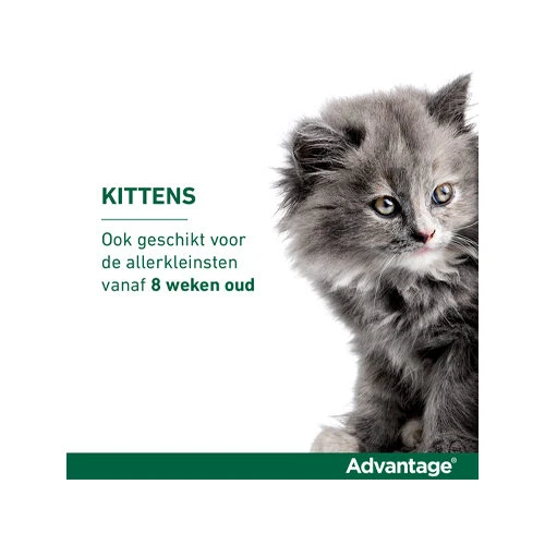 Advantage Kat - Afbeelding 11