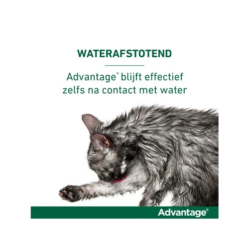 Advantage Kat - Afbeelding 9