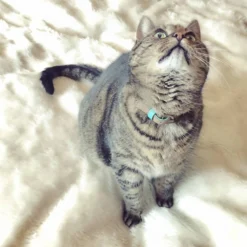 DWAM Kattenhalsband Tommy -Katten Benodigdheden dwam kattenhalsband tommy 166393 1000 none