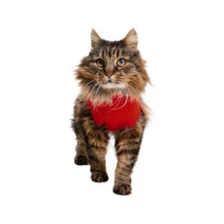 Medical Pet Shirt Kat 16 Medical Pet Shirt Kat -Katten Benodigdheden medical pet shirt kat 167404 1000 none