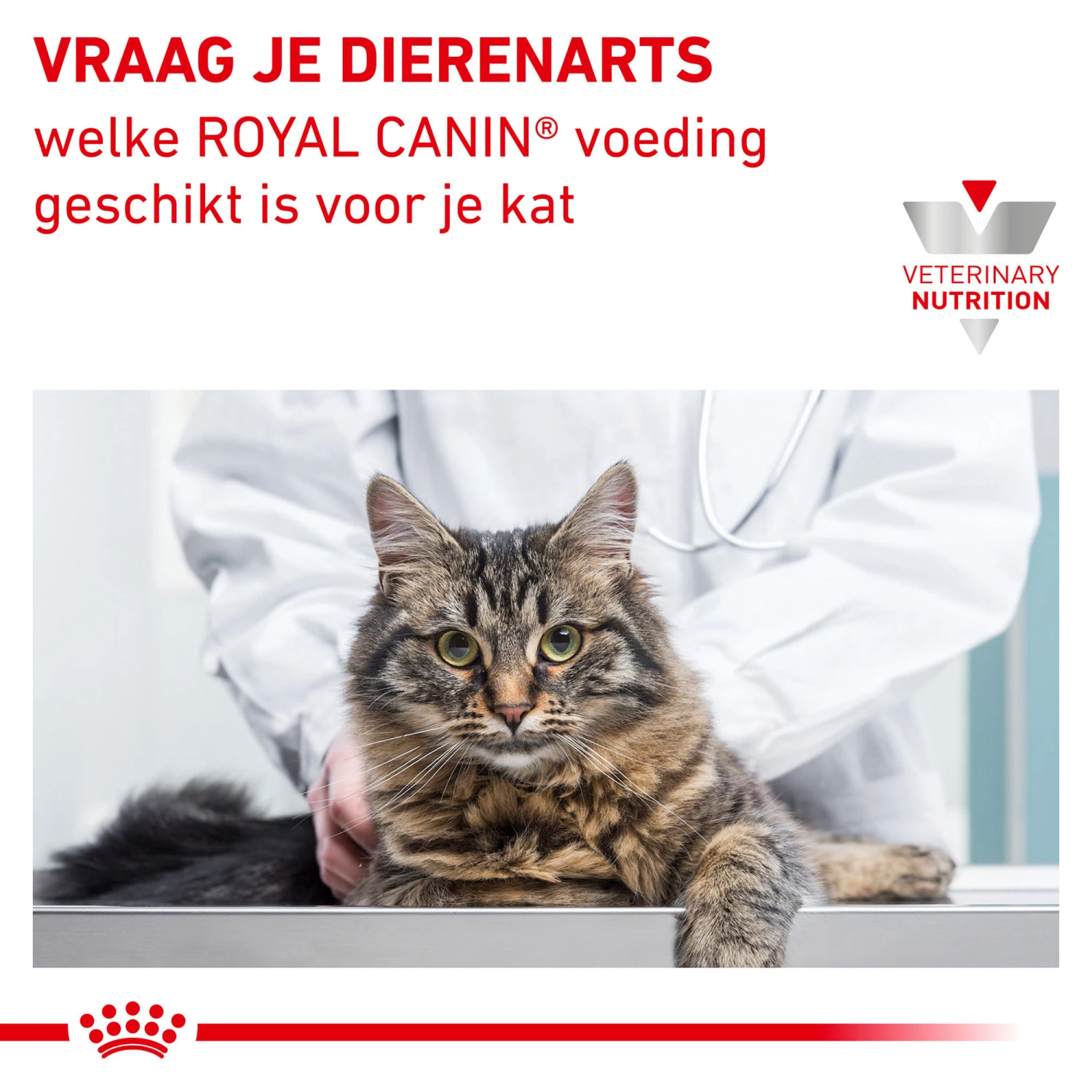 Royal Canin Diabetic Kat - Maaltijdzakje 8 Royal Canin Diabetic Kat - Maaltijdzakje - Afbeelding 8