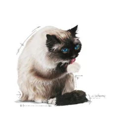 Royal Canin Hairball Care In Jelly - Kattenvoer 7 Royal Canin Hairball Care In Jelly - Kattenvoer -Katten Benodigdheden royal canin hairball care in jelly kattenvoer 224004 0500 none