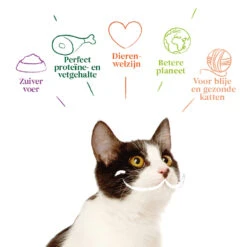 Yarrah - Natvoer Kat Kuipje Paté Met Zalm Bio -Katten Benodigdheden yarrah natvoer kat kuipje pat met zalm bio 199025 1000 none