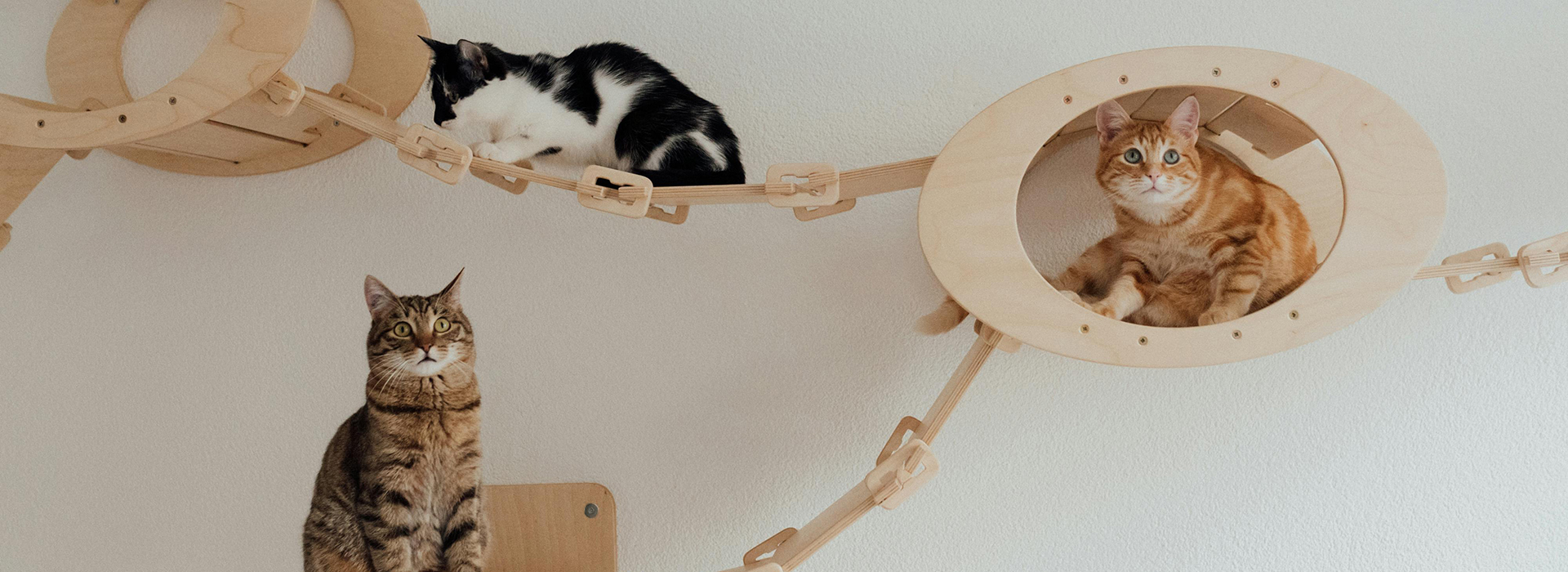 Katten Benodigdheden 19 Katten Benodigdheden -Katten Benodigdheden pexels arina krasnikova 7726315