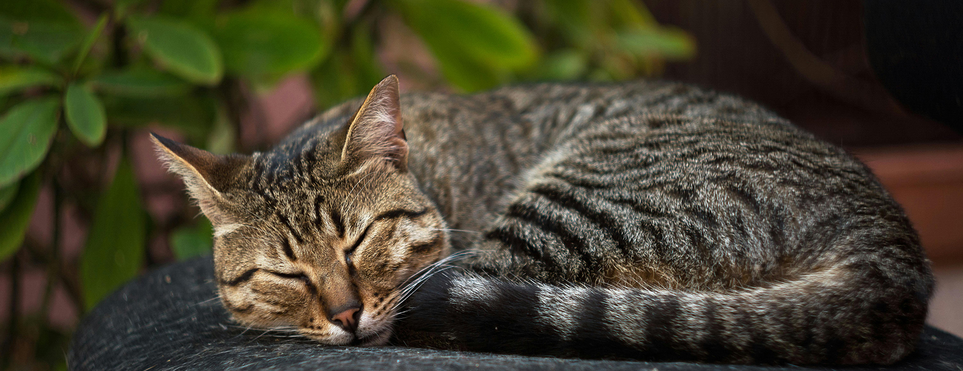 Katten Benodigdheden 1 Katten Benodigdheden -Katten Benodigdheden pexels natalie birdy 3684493 5584273